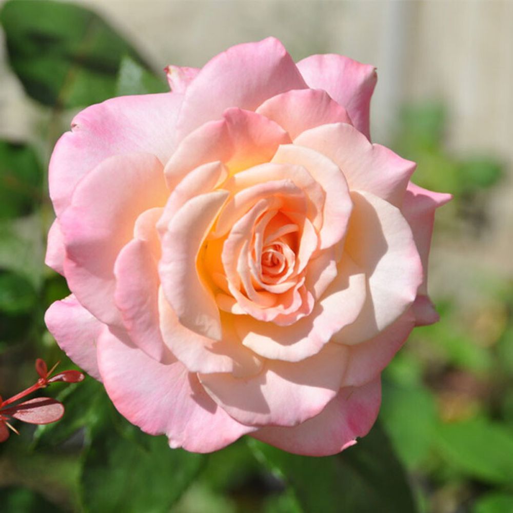 Космополитен (Cosmopolitan)