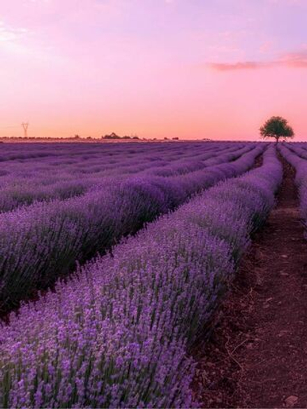 Лаванда косметическая отдушка