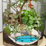 Готовый флорариум бонсай Клён Бонсариум XL с озером