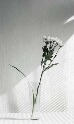 Стеновая панель ХДФ Союз Elegance ART Белый Лес 2700х238мм