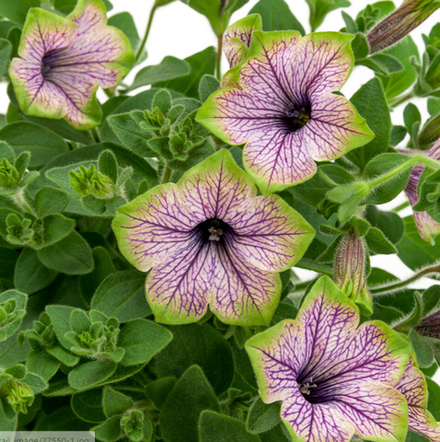 ЕВРО Petunia Tea Purp.Vein Green Edge Petn 2549 укореннный черенок ОКС ФЕВРАЛЬ