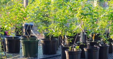 Почему саженец из питомника лучше, чем с рынка?» — 5 весомых причин от питомника «Сад Абраменко