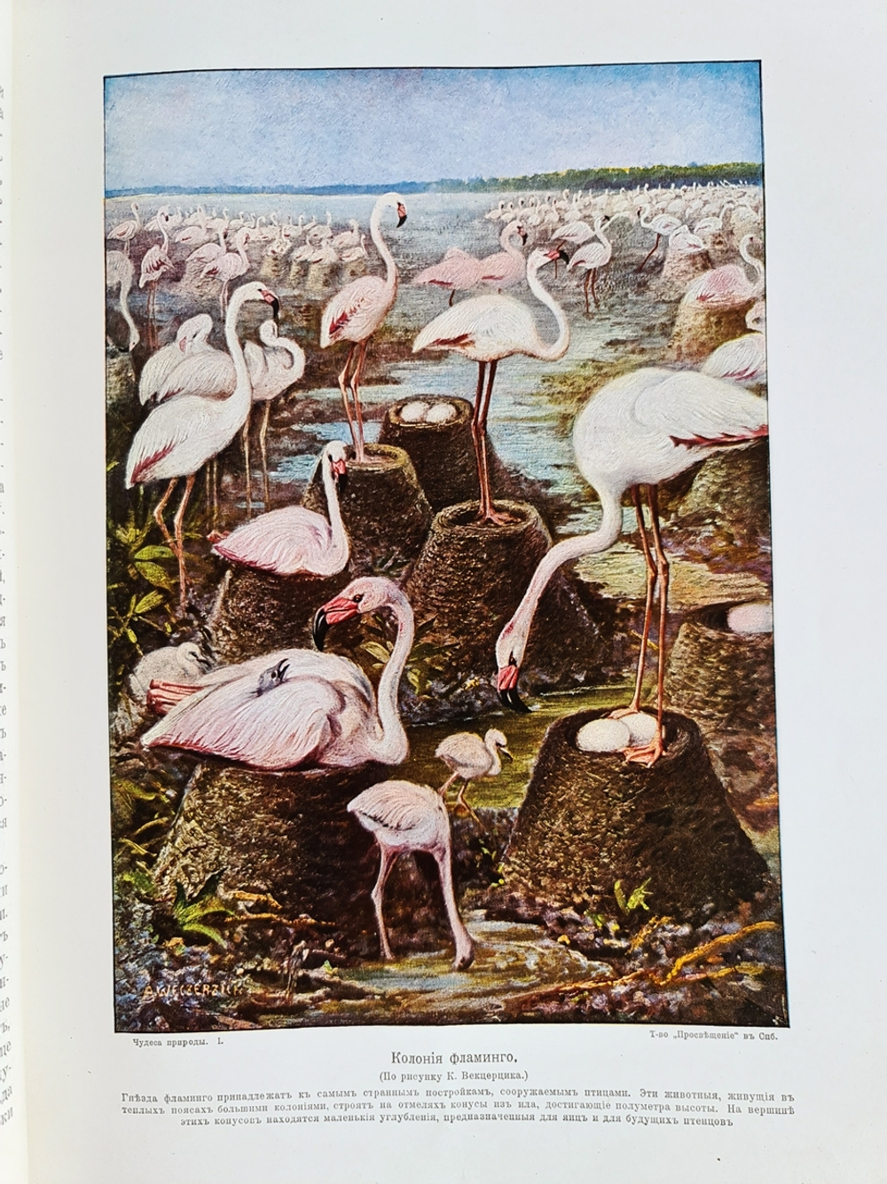 "Чудеса природы. Популярные очерки, посвященный описанию любопытнейших явлений и достопримечательностей трех царств природы. В 2-х томах". В.М.Шимкевич. 1915г. - антикварная книга