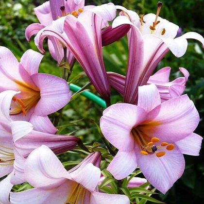 Лилия Пинк Планет трубчатая