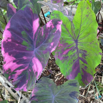 Колоказия NUB DOW