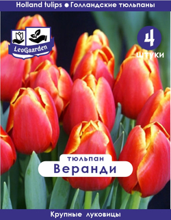 Тюльпан Луковица, Веранди, 4 шт крупные