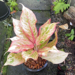 Аглаонема PINK PALM