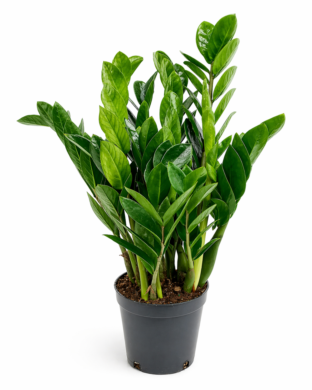 Замиокулькас (Китай)