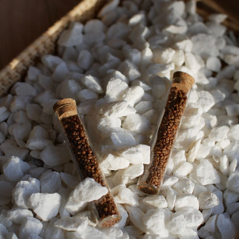 Гречишный чай (Ку Цяо Ча)