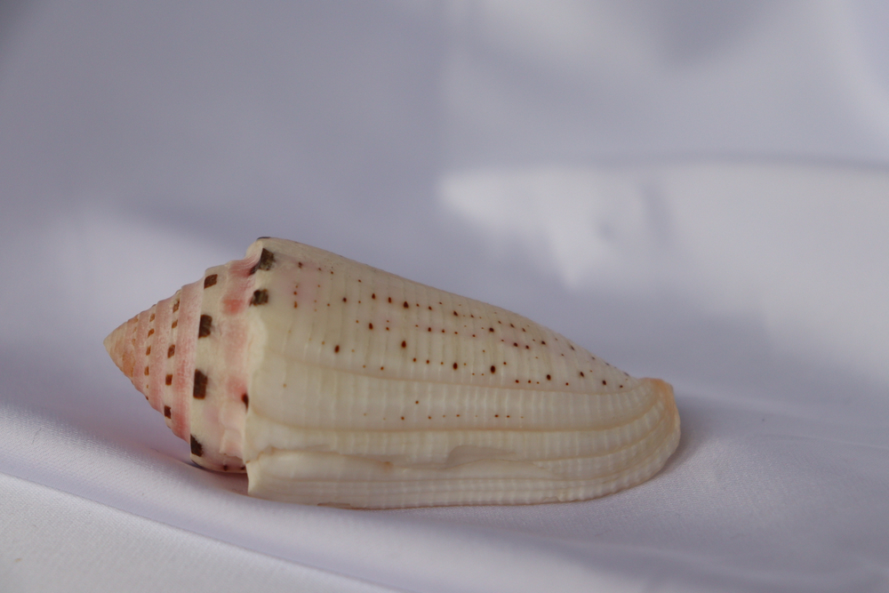 Конус аурисиацус (Conus aurisiacus), 6,7см, 1шт