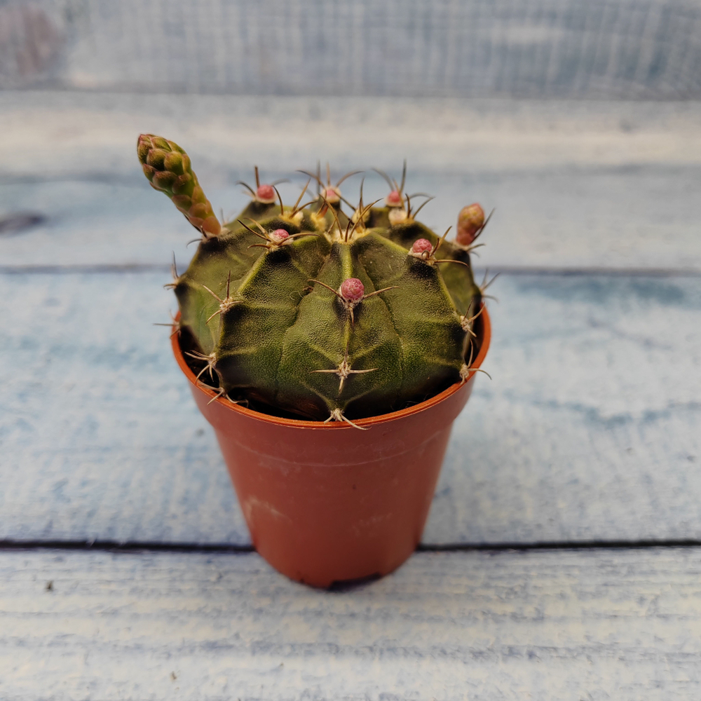 Gymnocalycium Friedrichii (Гимнокалициум)