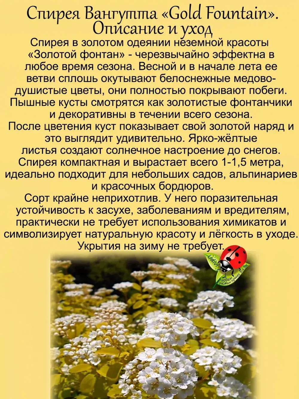 Спирея Вангутта Голден фонтейн Золотой фонтан