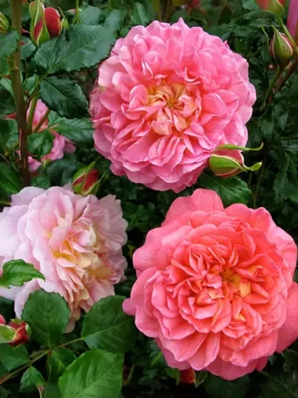 Роза английская Кристофер Марлоу