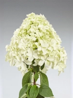 Гортензия метельчатая Пандалус