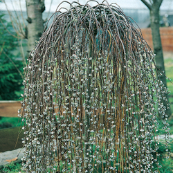 Ива (Salix) caprea Kilmarnock2