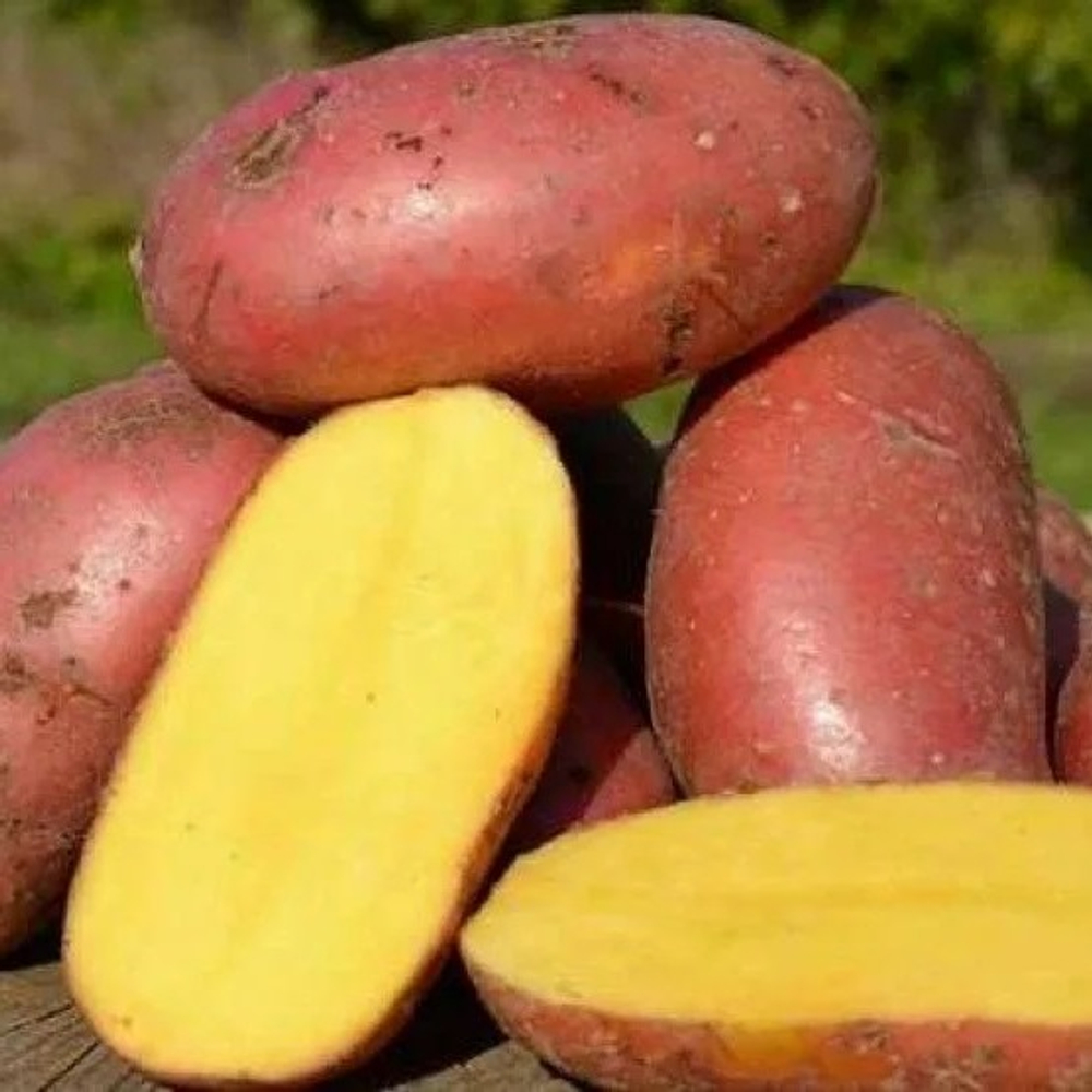 Картофель семенной Взрывной