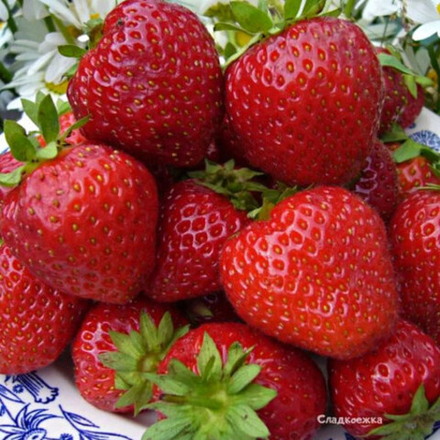 Земляника ремонтантная Сладкоежка Р9