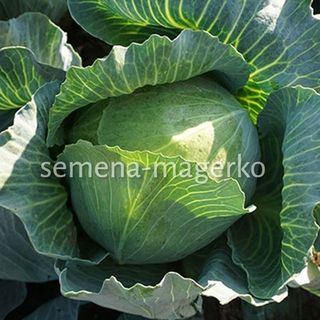 Капуста белокочанная F1 Зенон 2500 (семян)