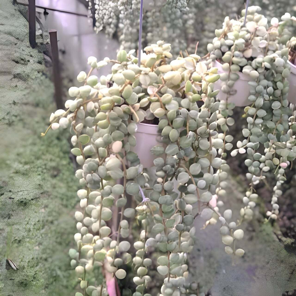 Дисхидия NUMMULARIA VAR