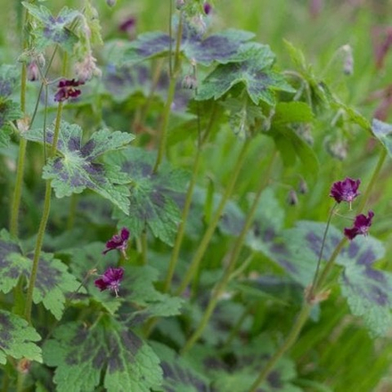 Герань "Sambor". Geranium "Sambor".