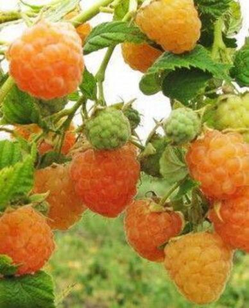 Малина Беглянка