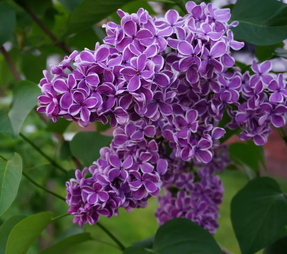 Сирень Сенсация