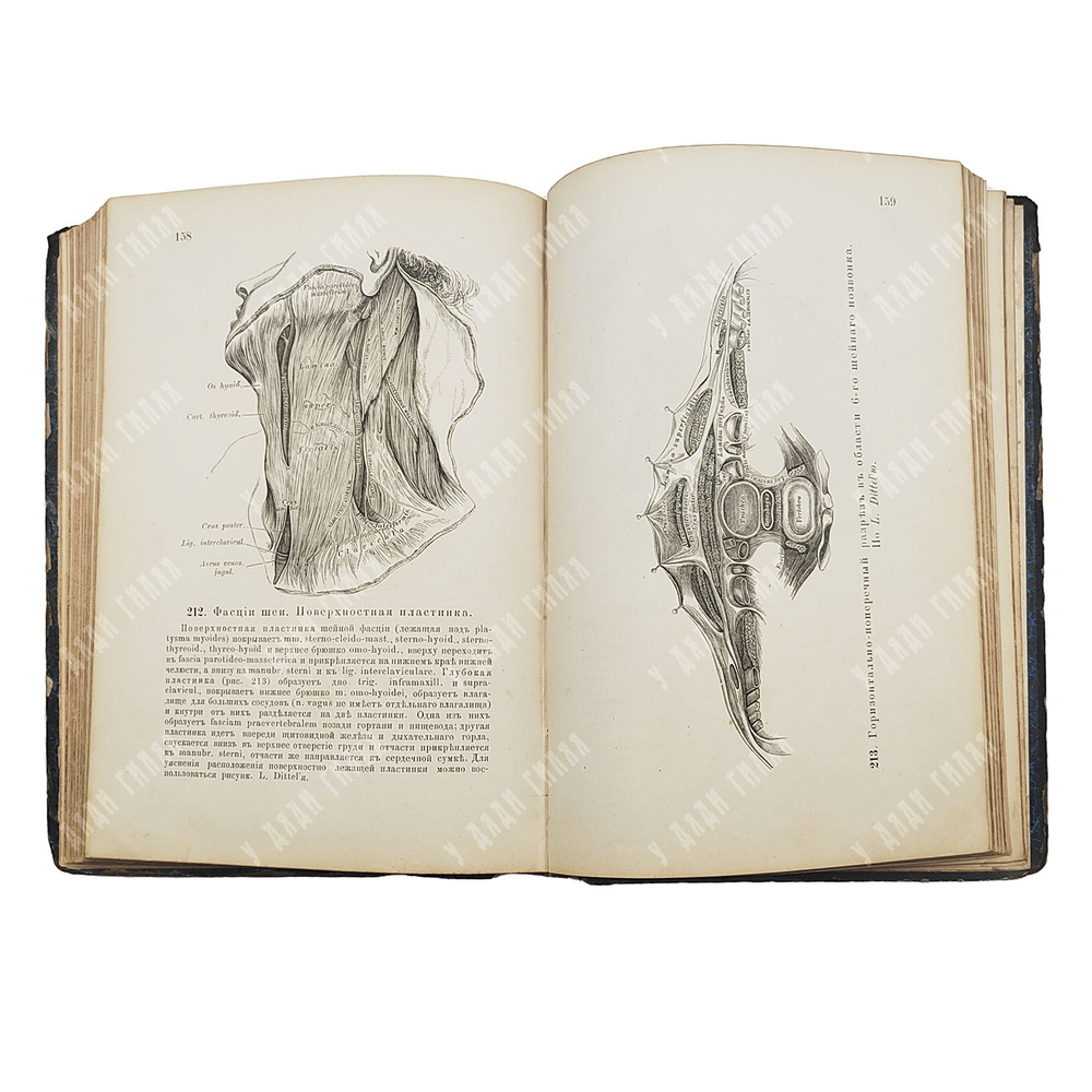 Гейцман К. Описательная и топографическая анатомия человека. Атлас с 600-ми рис. 1882