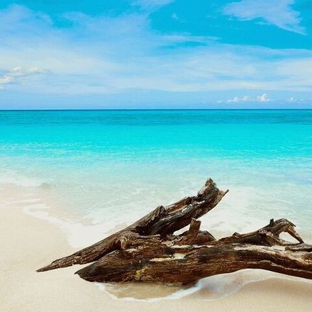 Карибское тиковое дерево (Caribbean Teakwood)