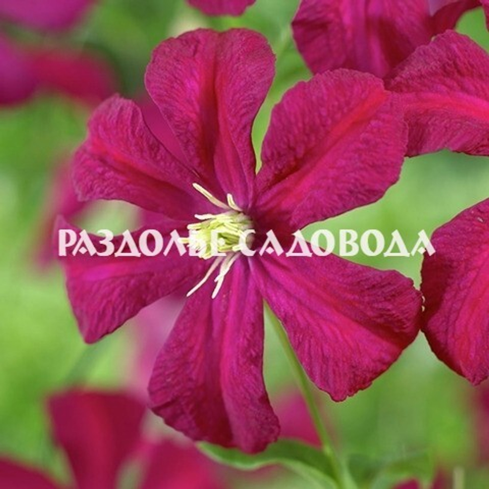 Клематис Мадам Джулия Корревон