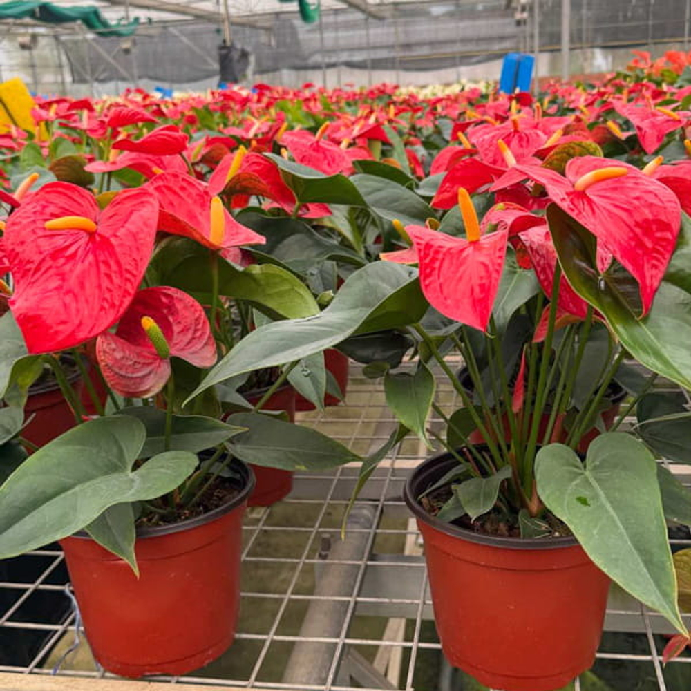 Антуриум Андре ICON RED