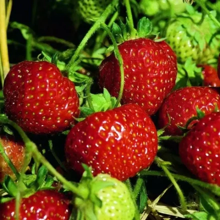 Земляника среднепоздняя Зенга Зенгана Р9