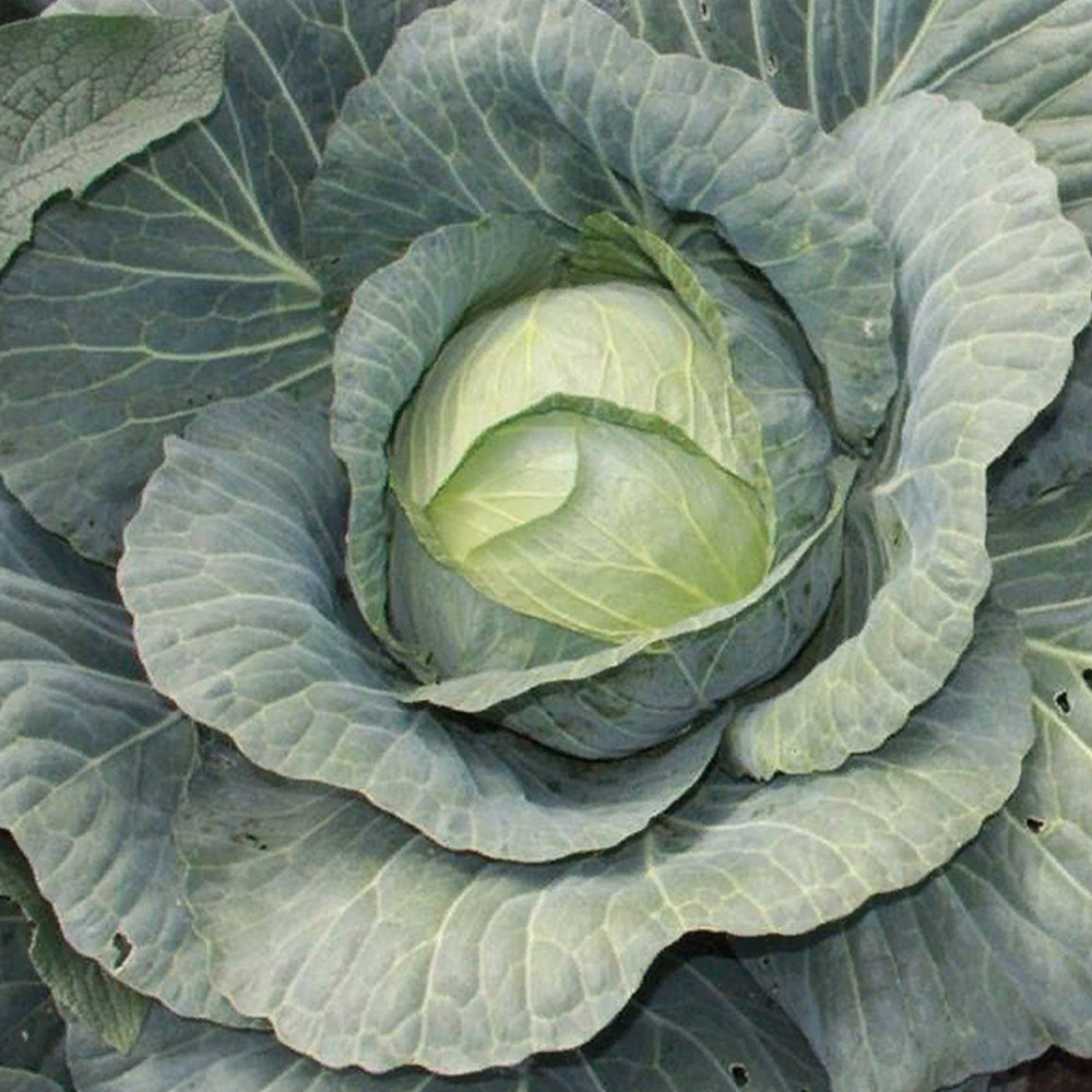 Мегатон F1 семена капусты белокочанной (Bejo / Бейо)