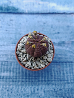 Euphoria Obesa (Эуфорбия)