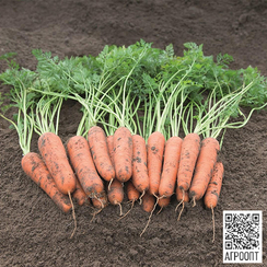 Назарет F1 семена моркови нантской (Bejo / Бейо)