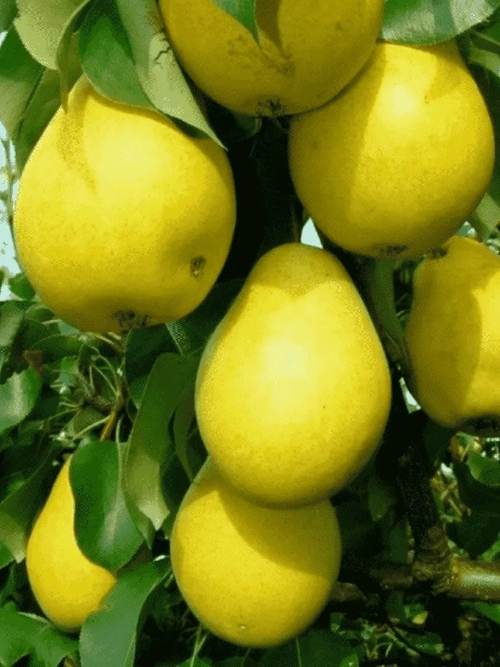 Чижовская( Позднелетний сорт)