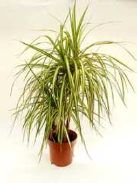 Драцена Маргината Санрей