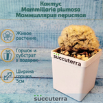 Mammillaria plumosa (Маммиллярия)