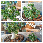 Адениум DHA PHET PAN LAN (PPL) корнесобственный