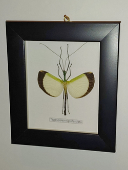 Палочник Tagesoidea nigrofasciata самец в рамке