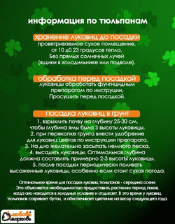 Тюльпан луковичные цветы, Суррендер 3 шт, крупные