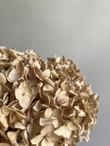 Гортензия стабилизированная кремовая