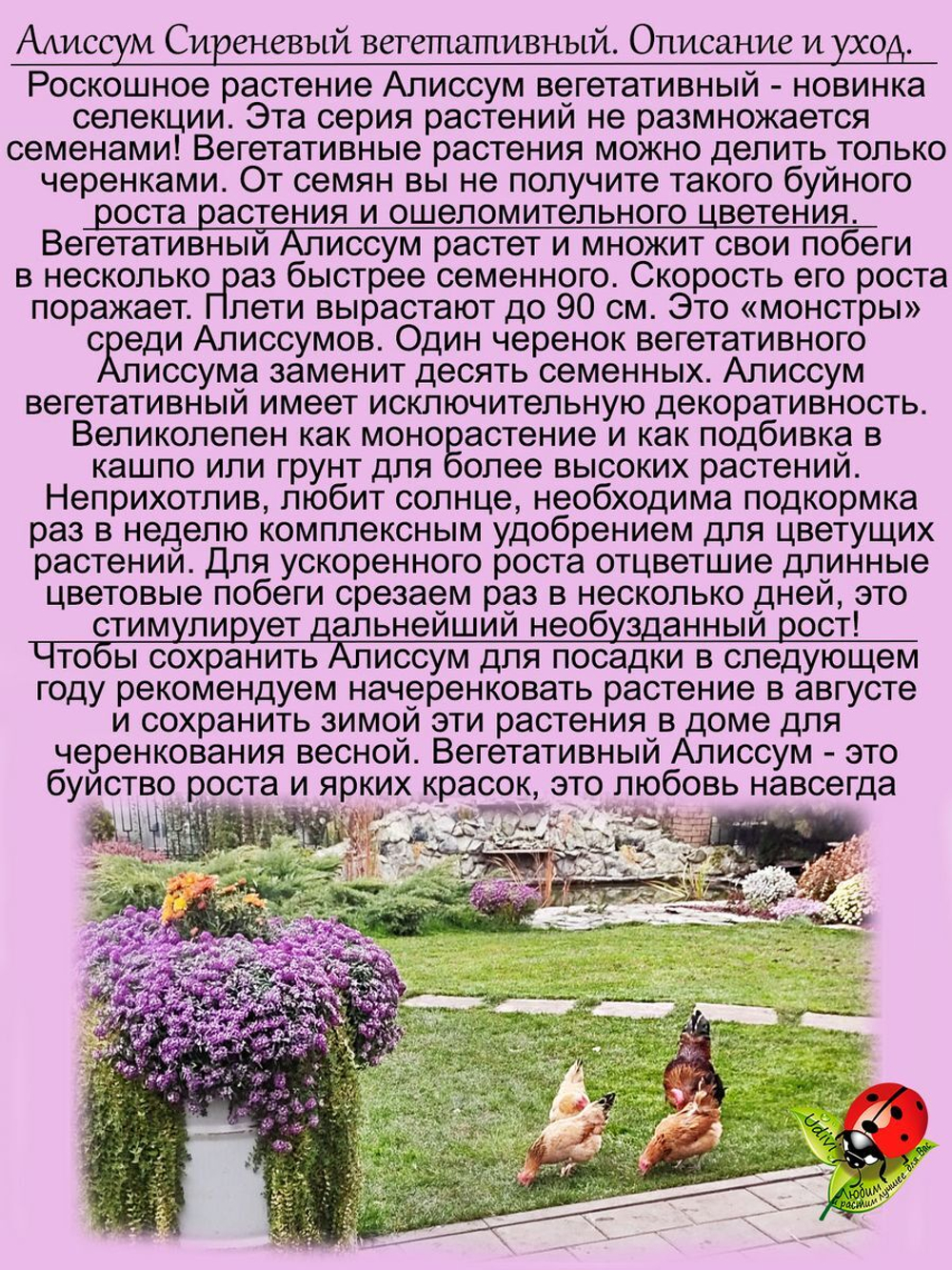 Алиссум вегетативный Люсия Лаванда розовый Lucia Lavаnder
