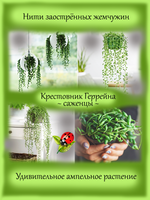 Крестовник Геррейна Сенецио