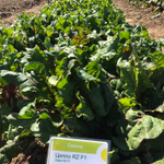 Цеппо F1 семена свеклы (Rijk Zwaan / Райк Цваан)