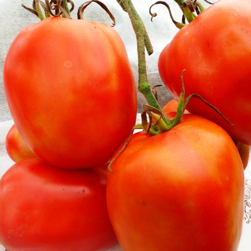 Помидоры Бочковой Засол