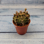 Gymnocalycium Friedrichii (Гимнокалициум)