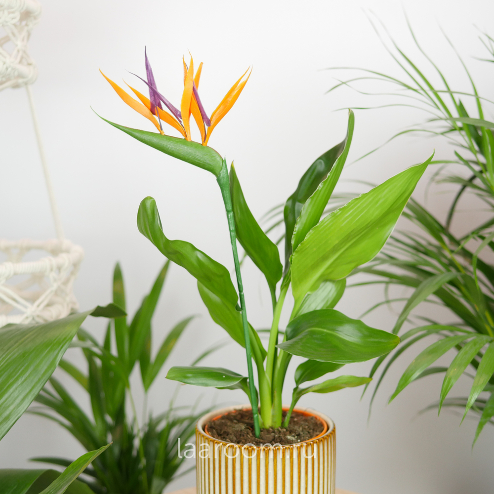 Стрелиция Регина 12/35