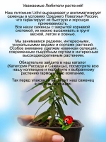 Астра вересковая Розовая звезда кустовая
