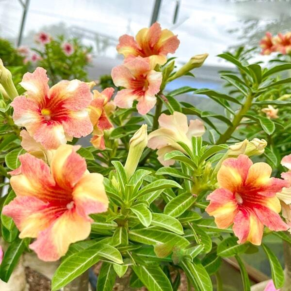 Адениум THIAN HOM