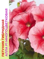 Петуния многоцветковая Алла F1